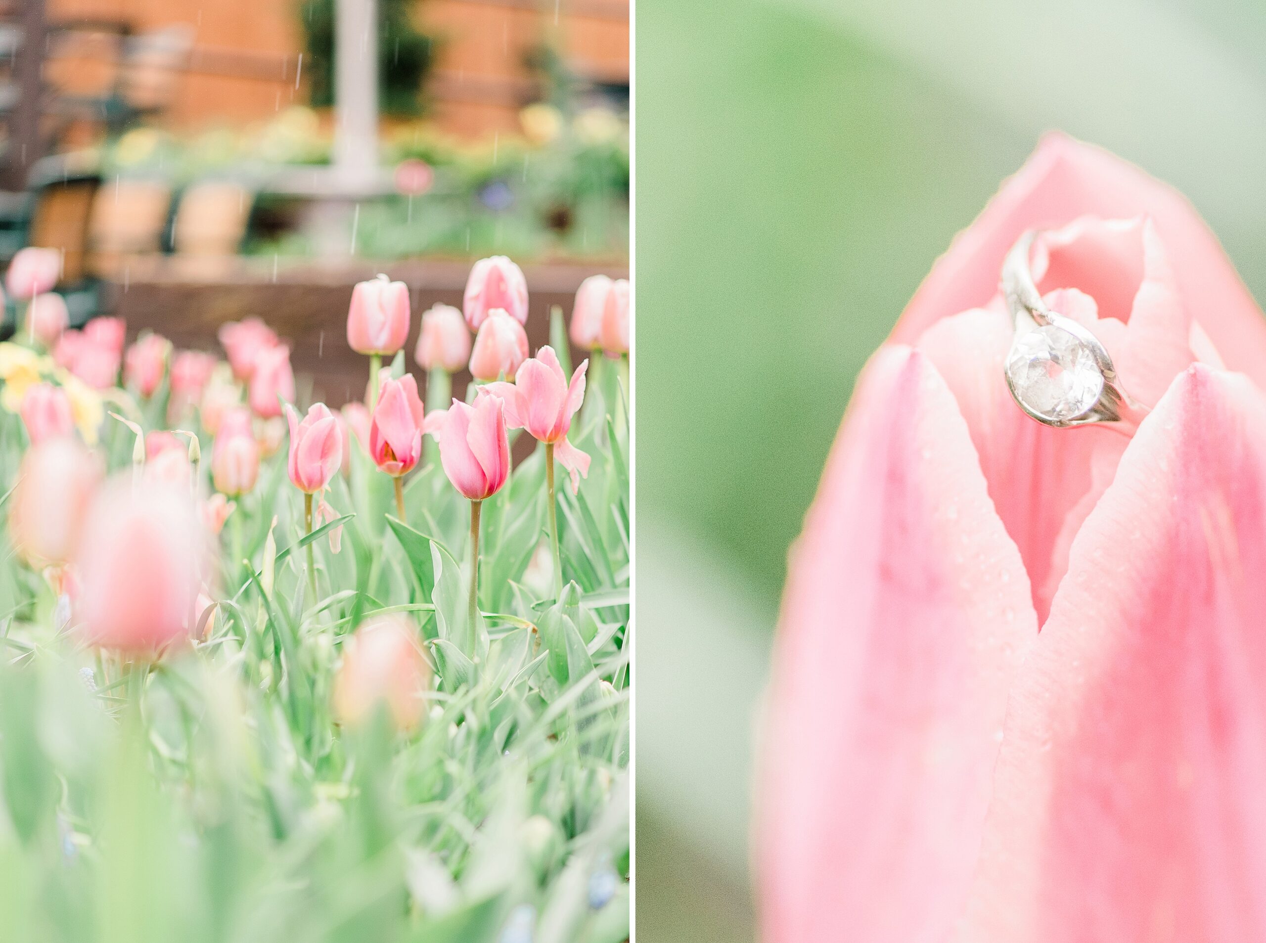 Oliver Winery Engagement Session Ring Tulip