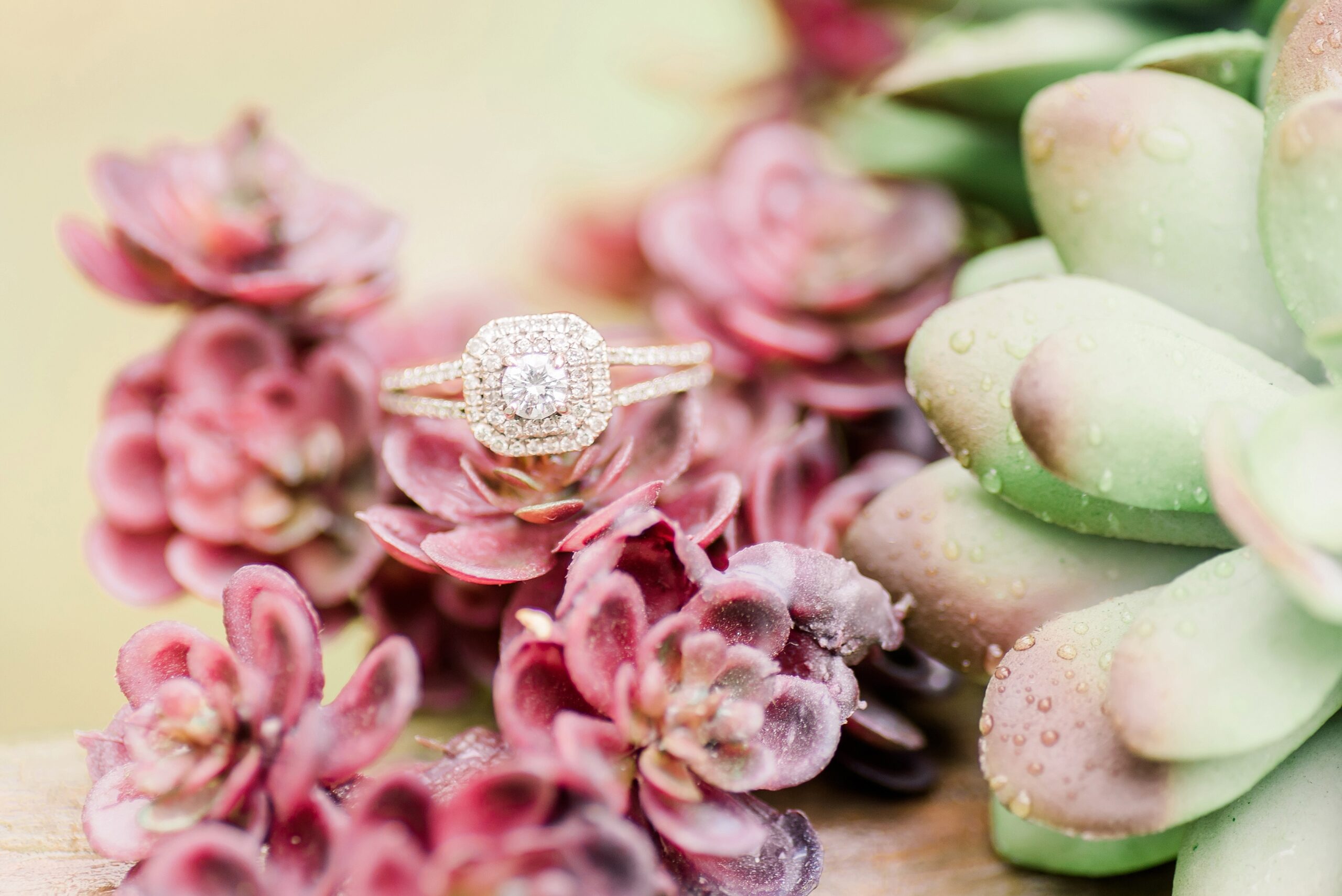 Indiana Wedding Rings spring succulents outdoors